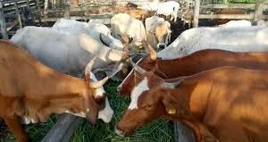 RANCHO ANEXA