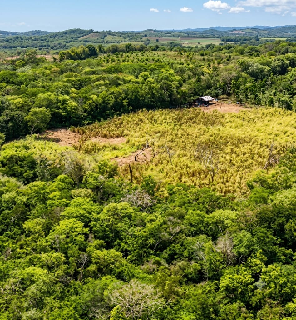 Vista aérea de monte verde con un claro de pasto amarillento y una pequeña construcción