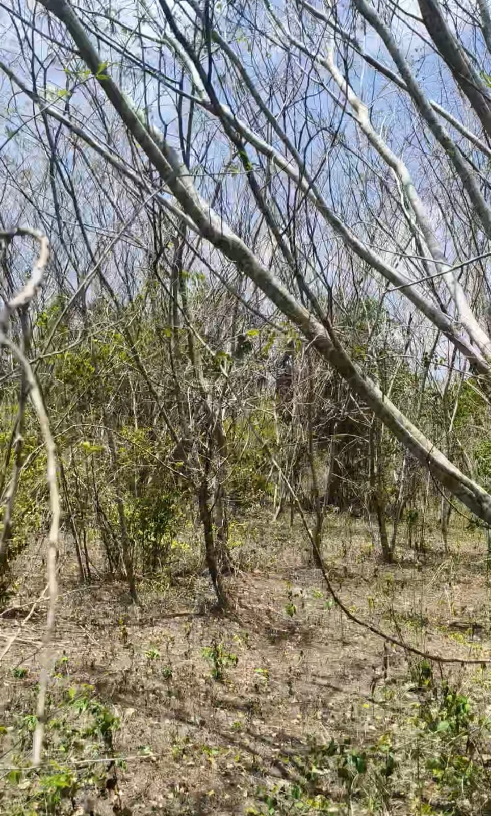 Monte bajo con árboles delgados sin hojas y suelo seco cubierto de hojarasca